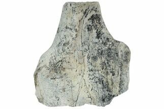 Fossil Titanothere (Megacerops) Limb Bone End - South Dakota #229055