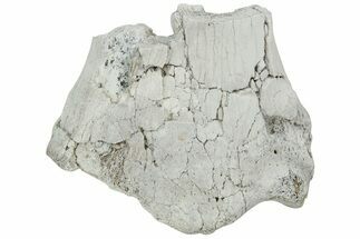 Fossil Titanothere (Megacerops) Limb Bone End - South Dakota #229056
