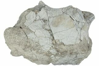 Fossil Titanothere (Megacerops) Limb Bone End - South Dakota #229060