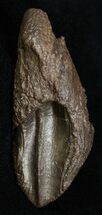 Massive, High Quality Triceratops Tooth #2341