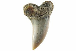 Fossil Shark Tooth (Carcharodon planus) - Bakersfield, CA #228908