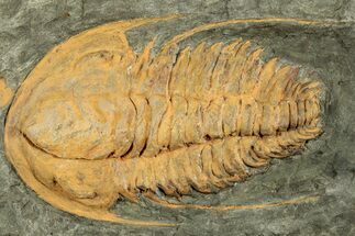 Cambrian Trilobite (Hamatolenus) - Tinjdad, Morocco #229607