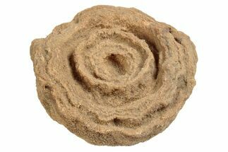 Flower-Like Sandstone Concretions - Pseudo Stromatolites #230288