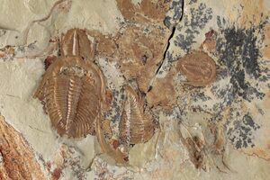 11.2 Ordovician Trilobite (Dikelokephalina) - Excellent