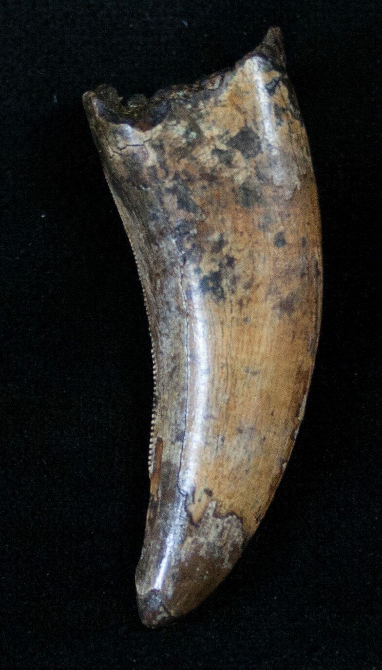 nanotyrannus tooth for sale