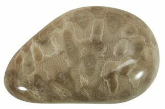Polished Petoskey Stone (Fossil Coral) - Michigan #230466