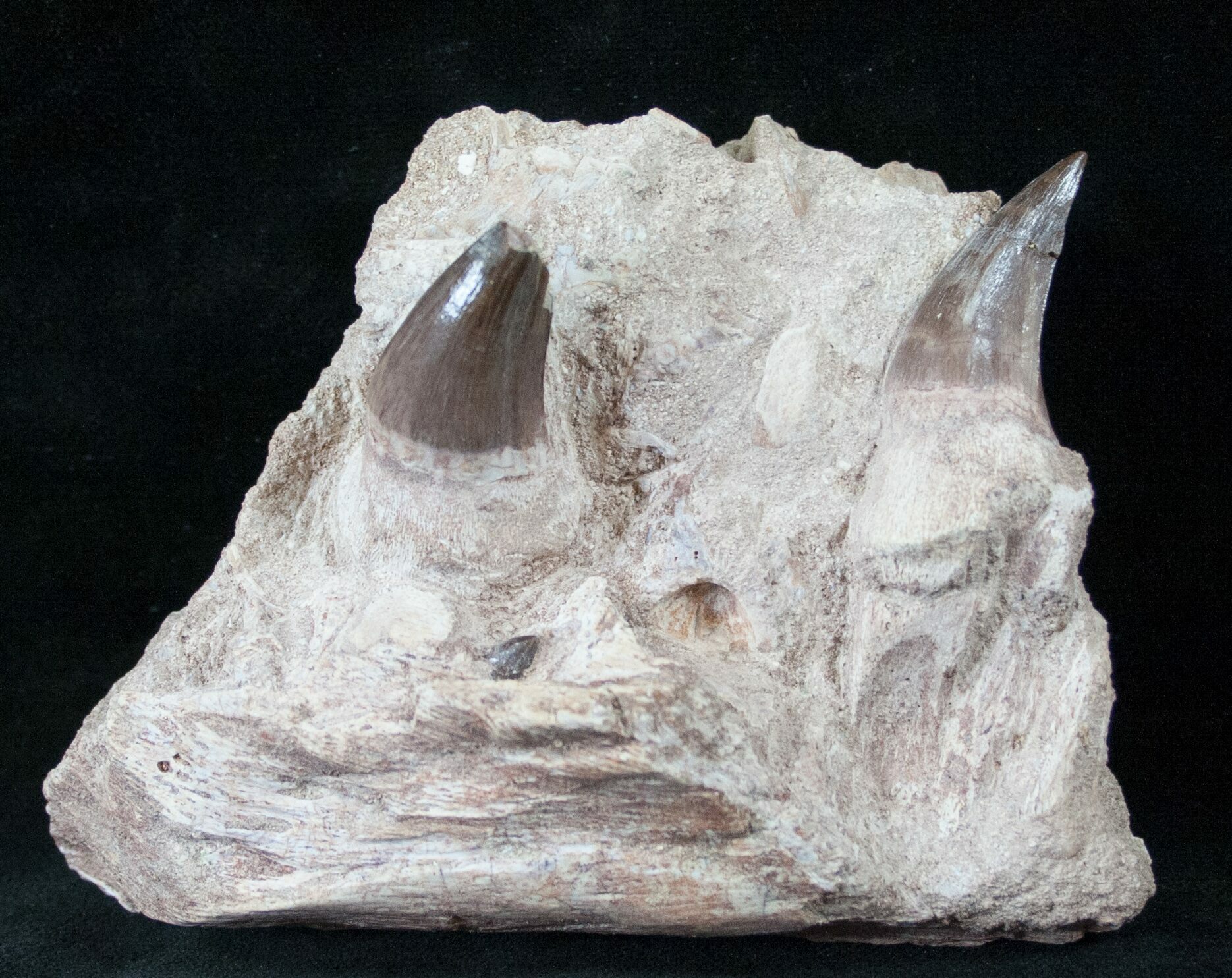 mosasaurus jaw for sale