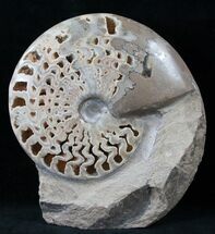 Gorgeous Polished Ammonite Fossil #13937