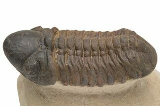 Detailed Reedops Trilobite - Aatchana, Morocco #229713