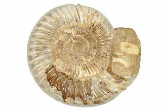 Jurassic Ammonite (Perisphinctes) - Madagascar #229522