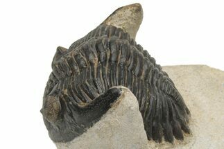 Detailed Hollardops Trilobite - Excellent Eye Detail #229705