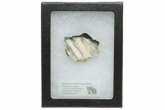 Mammoth Molar Slice with Case - South Carolina #230940