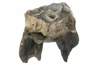 Fossil Woolly Rhino (Coelodonta) Tooth - Siberia #231047