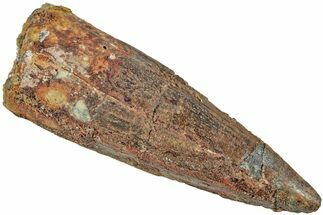 Fossil Spinosaurus Tooth - Real Dinosaur Tooth #230754