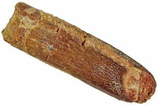 Fossil Sauropod Dinosaur (Titanosaur?) Tooth - Morocco #230671