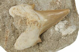 Otodus Shark Tooth Fossil in Rock - Morocco #230907