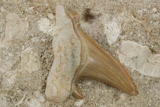 Otodus Shark Tooth Fossil in Rock - Eocene #230915