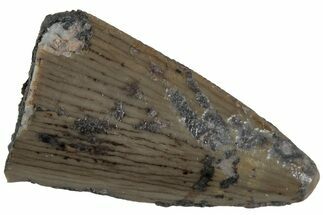 Triassic Reptile (Postosuchus?) Tooth - Arizona #231181