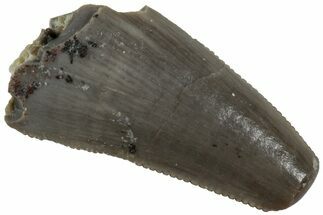 Serrated, Triassic Reptile (Postosuchus?) Tooth - Arizona #231191