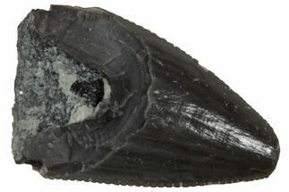Serrated, Triassic Reptile (Postosuchus?) Tooth - Arizona #231201