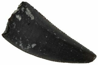 Serrated, Triassic Reptile (Postosuchus?) Tooth - Arizona #231221