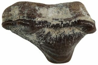 Fossil Crusher Shark (Ptychodus) Tooth - Kansas #218655