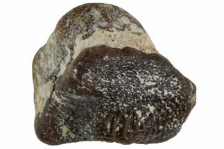 Fossil Crusher Shark (Ptychodus) Tooth - Kansas #218660