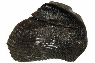 Fossil Crusher Shark (Ptychodus) Tooth - Kansas #218681