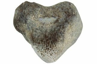 Fossil Crusher Shark (Ptychodus) Tooth - Kansas #218688