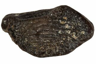Fossil Crusher Shark (Ptychodus) Tooth - Kansas #218689