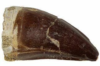 Fossil Mosasaur (Prognathodon) Tooth - Morocco #226675