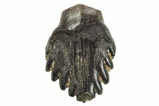 Fossil Nodosaur Tooth - Judith River Formation #231242