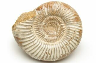 Jurassic Ammonite (Perisphinctes) - Madagascar #227593