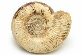 Jurassic Ammonite (Perisphinctes) - Madagascar #227595