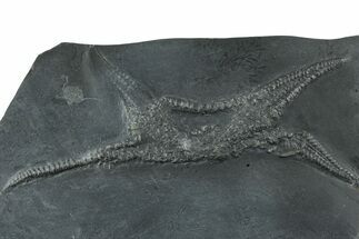 Pyritized, Devonian Brittle Star (Euzonosoma) Fossil - Germany #231556