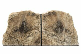 Polished Petrified Featherwood Bookends - Arizona #231786