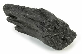 Pleistocene Aged Fossil Horse Tooth - South Carolina #231735
