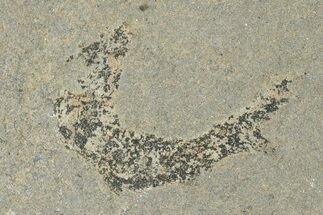 Devonian Acanthodian (Mesocanthus) Fossil - Scotland #231954