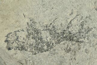 Devonian Acanthodian (Diplacanthus) Fossil - Scotland #231955