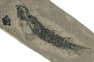 Devonian Lobed-Fin Fish (Osteolepis) Fossil - Scotland #231960
