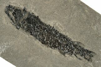 Devonian Lobed-Fin Fish (Osteolepis) Fossil - Scotland #231961