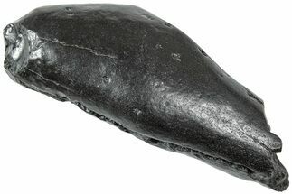 Fossil Sperm Whale (Scaldicetus) Tooth - South Carolina #231872