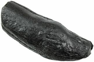 Fossil Sperm Whale (Scaldicetus) Tooth - South Carolina #231873