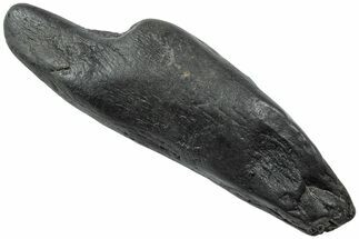 Fossil Sperm Whale (Scaldicetus) Tooth - South Carolina #231874