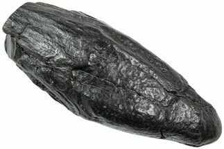Fossil Sperm Whale (Scaldicetus) Tooth - South Carolina #231876