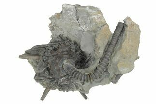 Fossil Crinoid (Dorycrinus) - Monroe County, Indiana #231973