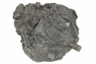 Fossil Crinoid (Dorycrinus) - Monroe County, Indiana #231975
