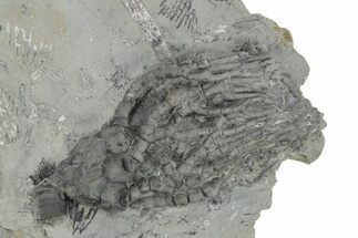 Fossil Crinoid (Cyathocrinites) - Monroe County, Indiana #231985
