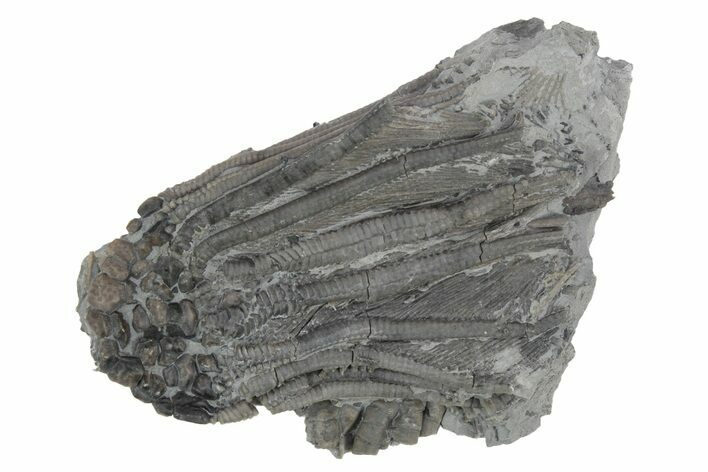 1 8 quot Fossil Crinoid (Dizygocrinus) Monroe County Indiana (#231986 1 8 quot Fossil Crinoid (Dizygocrinus) Monroe County Indiana (#231986