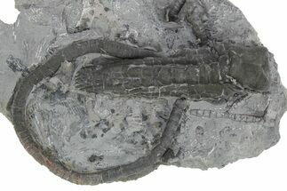 Fossil Crinoid (Halysiocrinus) - Monroe County, Indiana #231993
